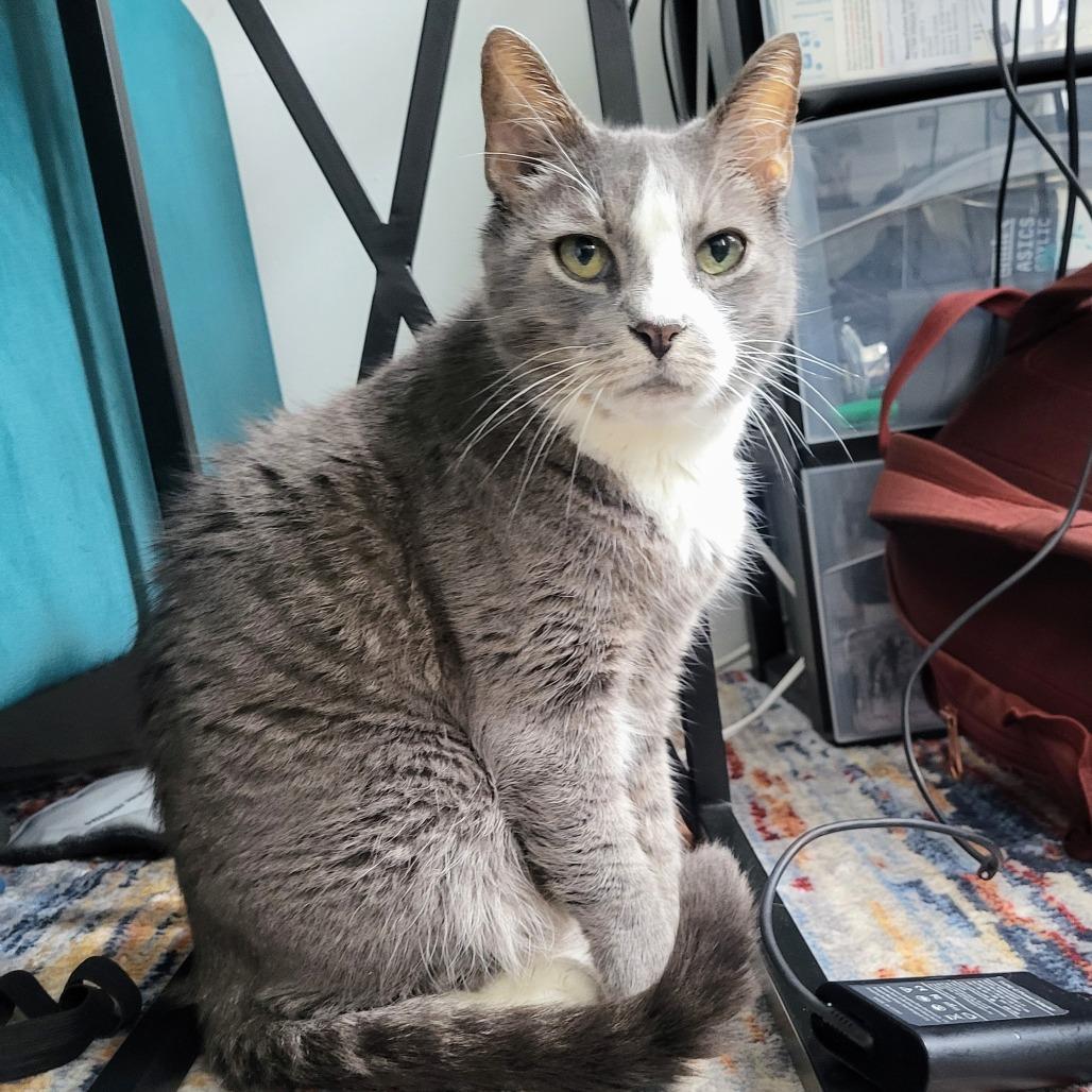 Felix, a Adoptable Domestic Short Hair in Philadelphia, PA image 6/6
