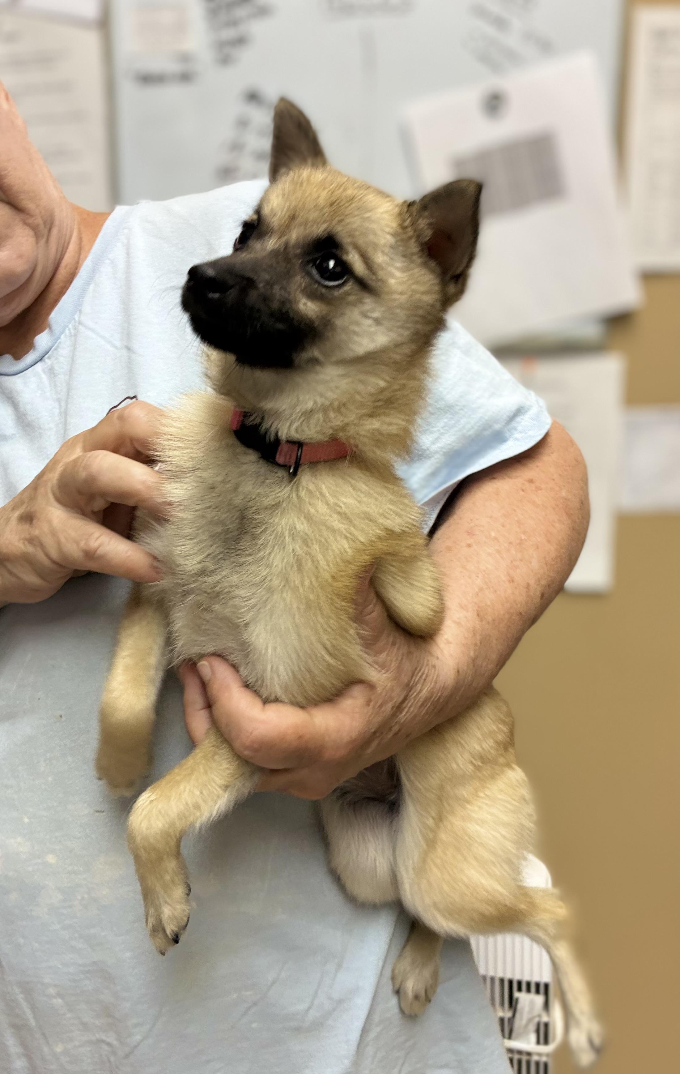 Enlarge Coco, an adopted mixed breed in Fishkill , NY image 1/1