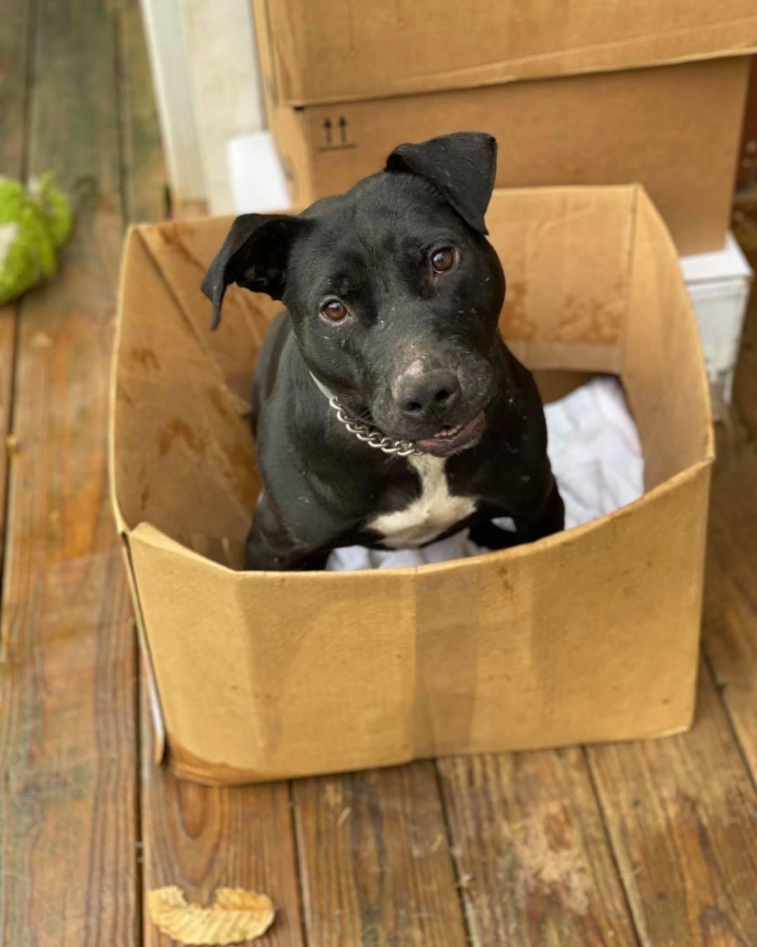 Dobby, Adoptable, Young Male Pit Bull Terrier & Mixed Breed.