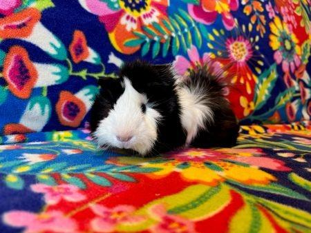 Flower, Adoptable, Young Male Guinea Pig.