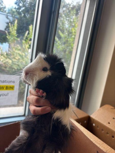 Enlarge Flower, a Adoptable Guinea Pig in Scotts Valley, CA image 2/3