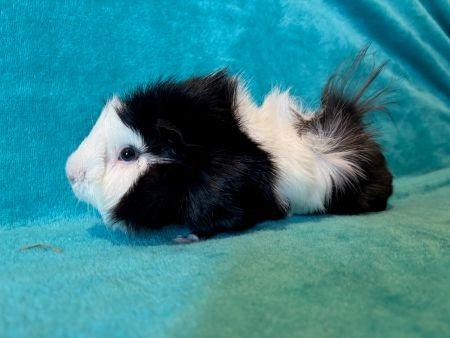 Enlarge Flower, a Adoptable Guinea Pig in Scotts Valley, CA image 3/3
