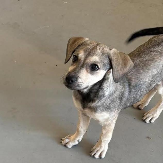 Enlarge Blanche, a Adoptable mixed breed in Rochester, NY image 1/6