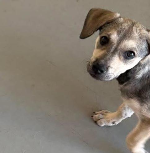 Enlarge Blanche, a Adoptable mixed breed in Rochester, NY image 2/6