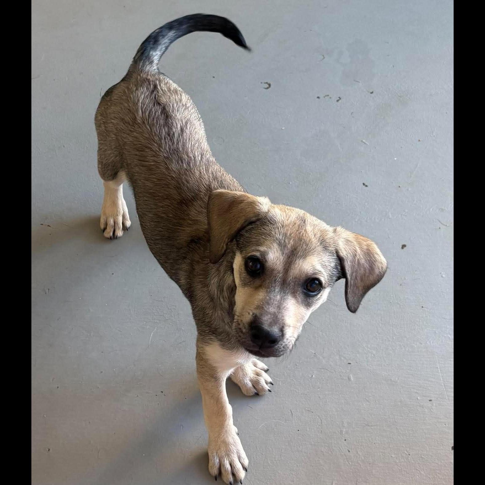 Enlarge Blanche, a Adoptable mixed breed in Rochester, NY image 3/6