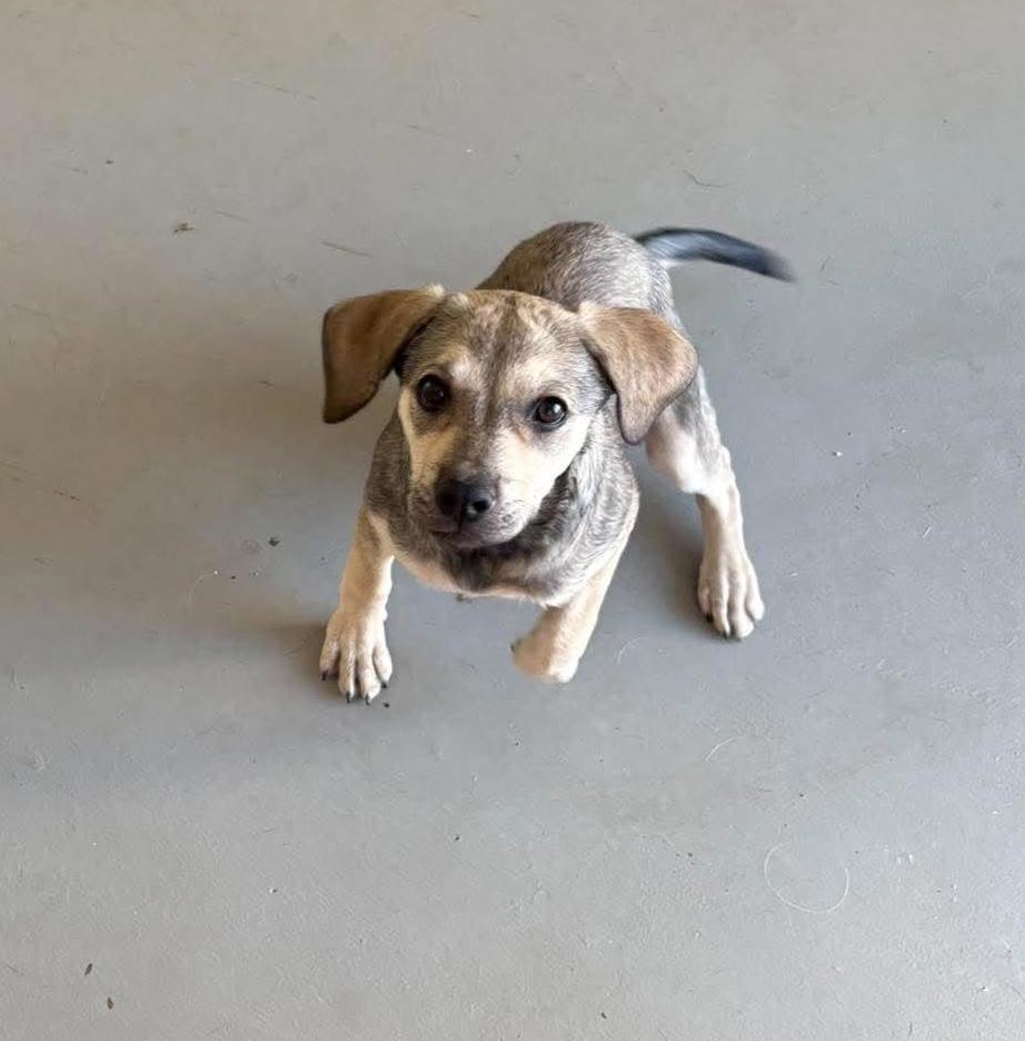 Enlarge Blanche, a Adoptable mixed breed in Rochester, NY image 4/6