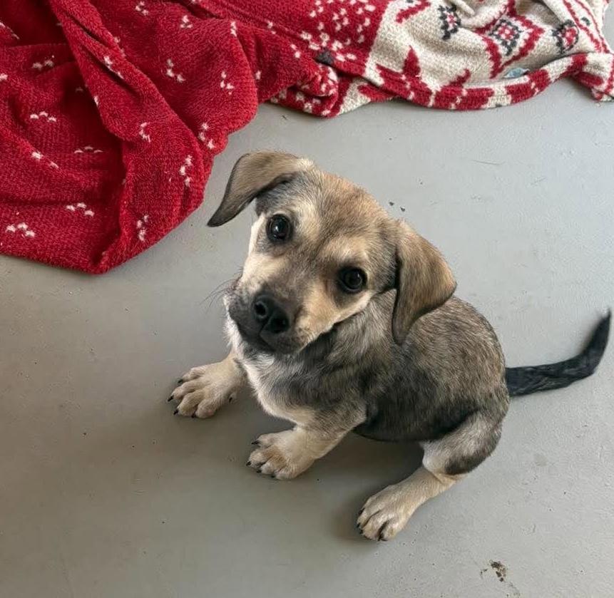 Enlarge Blanche, a Adoptable mixed breed in Rochester, NY image 5/6