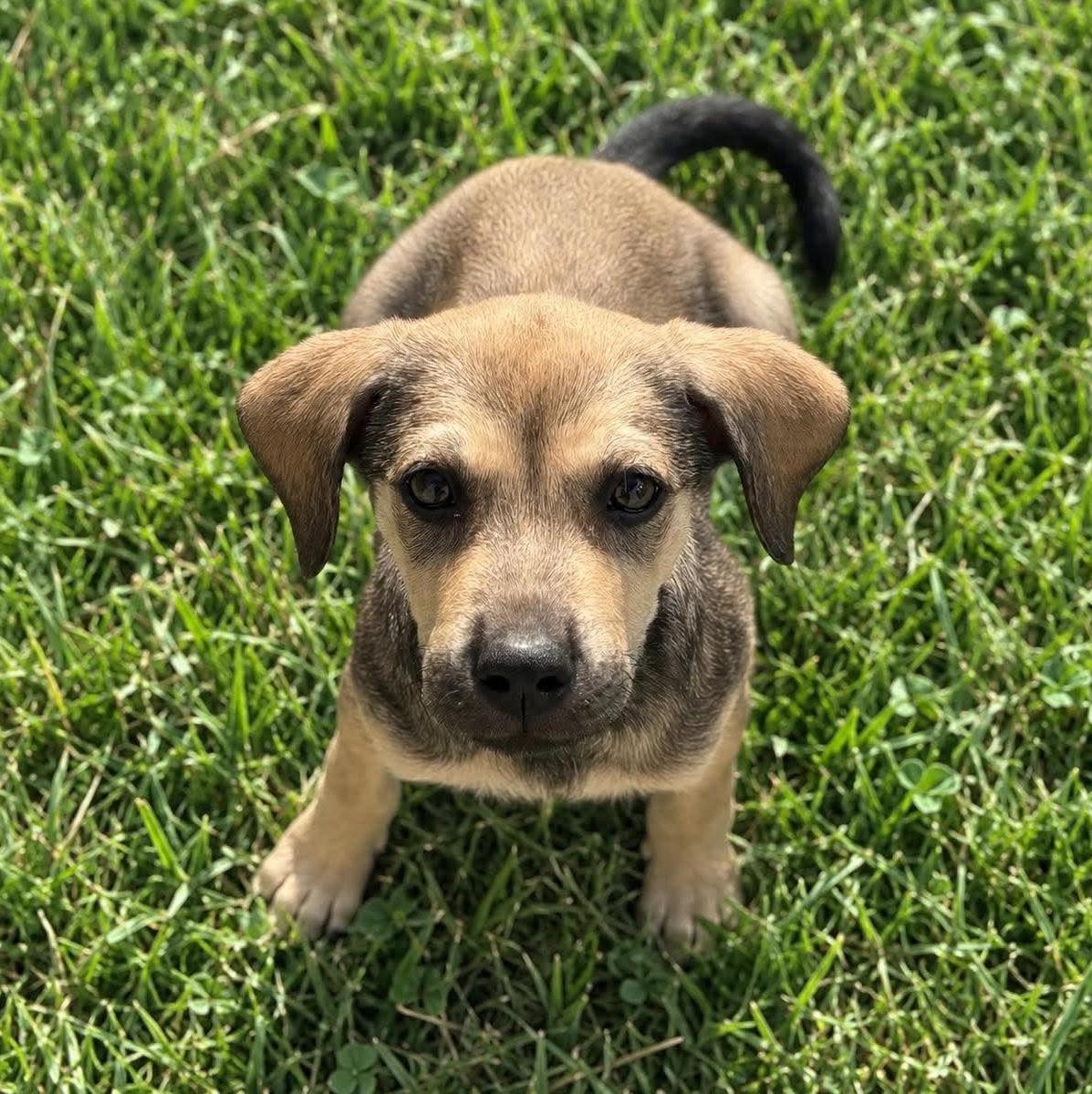 Enlarge Blanche, a Adoptable mixed breed in Rochester, NY image 6/6