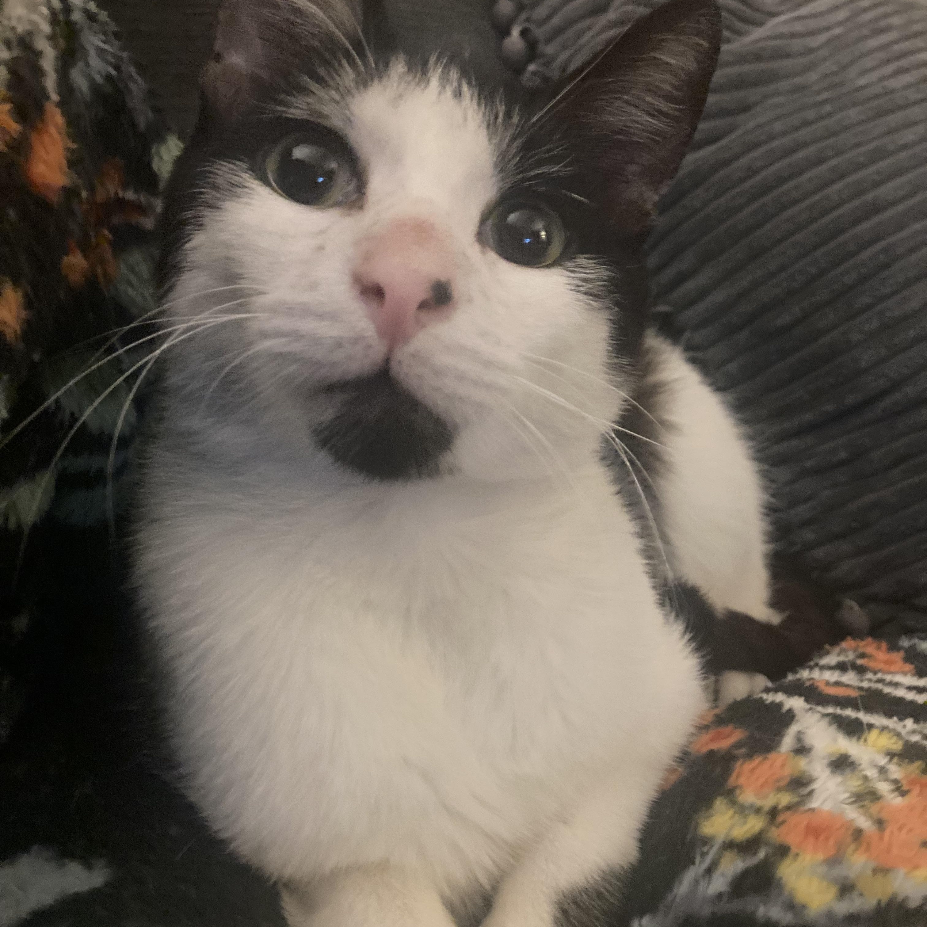 Enlarge Paulie, a Adoptable Tuxedo in Wanaque, NJ image 1/6