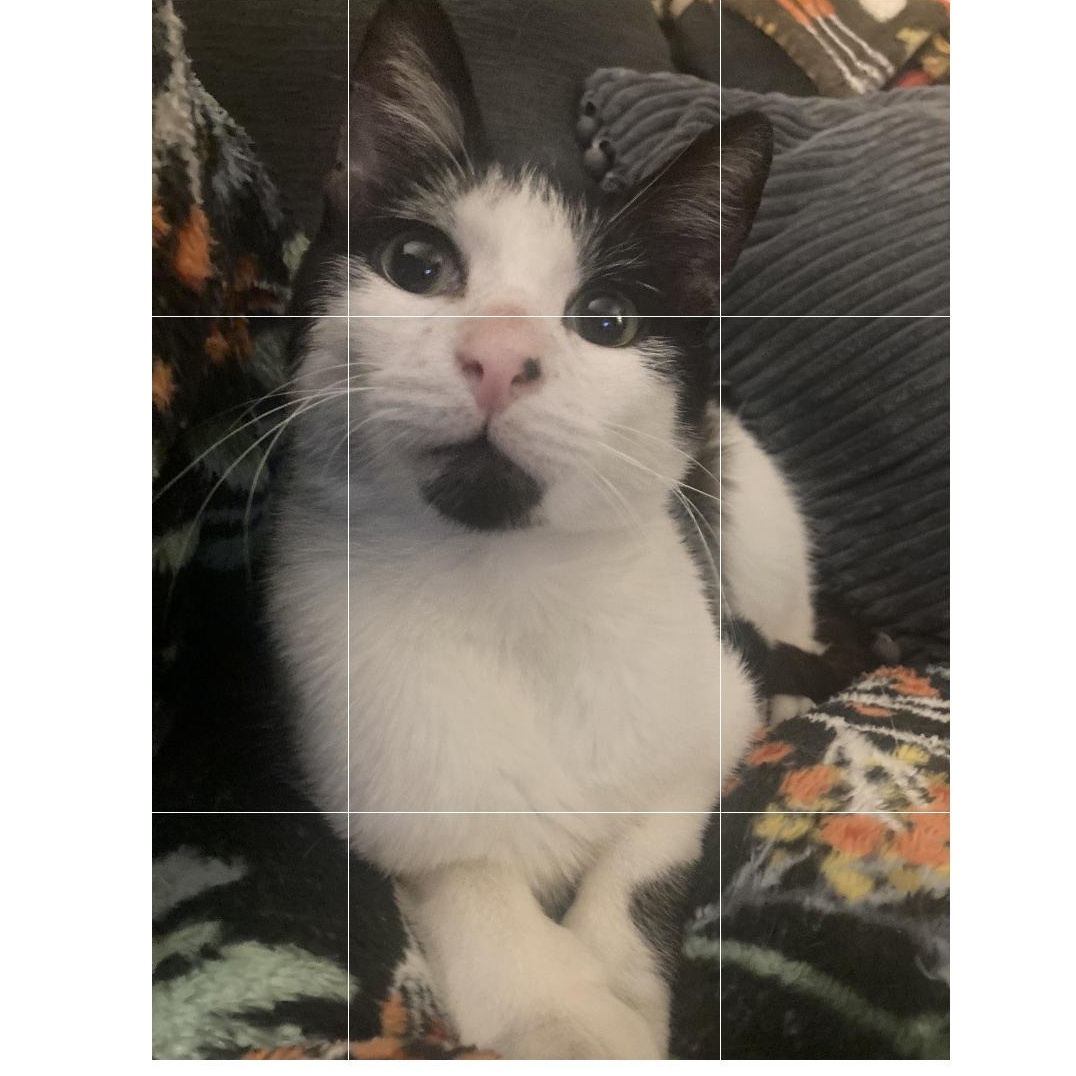 Enlarge Paulie, a Adoptable Tuxedo in Wanaque, NJ image 2/6