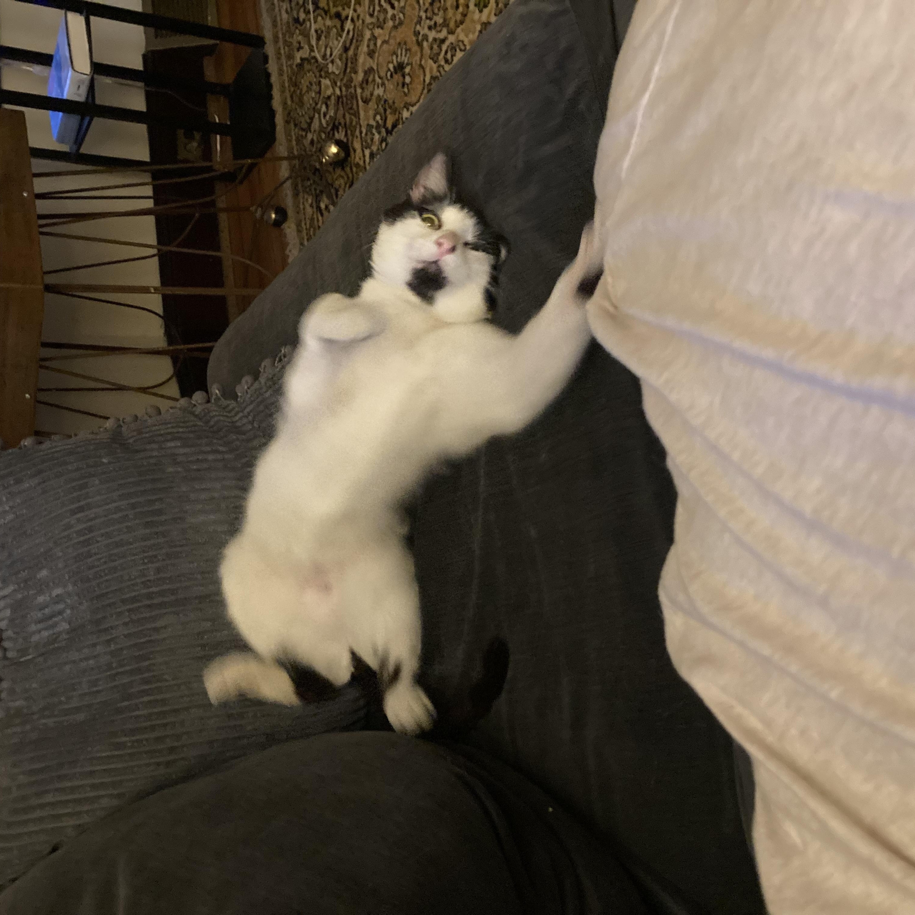 Enlarge Paulie, a Adoptable Tuxedo in Wanaque, NJ image 6/6