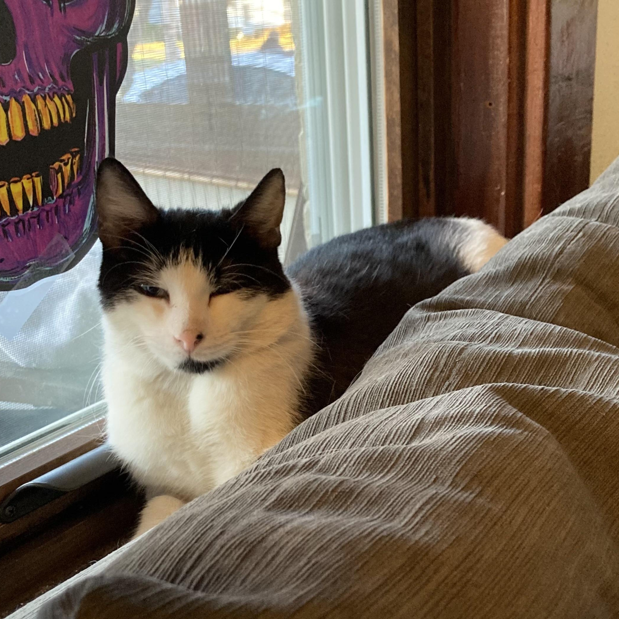 Enlarge Paulie, a Adoptable Tuxedo in Wanaque, NJ image 5/6