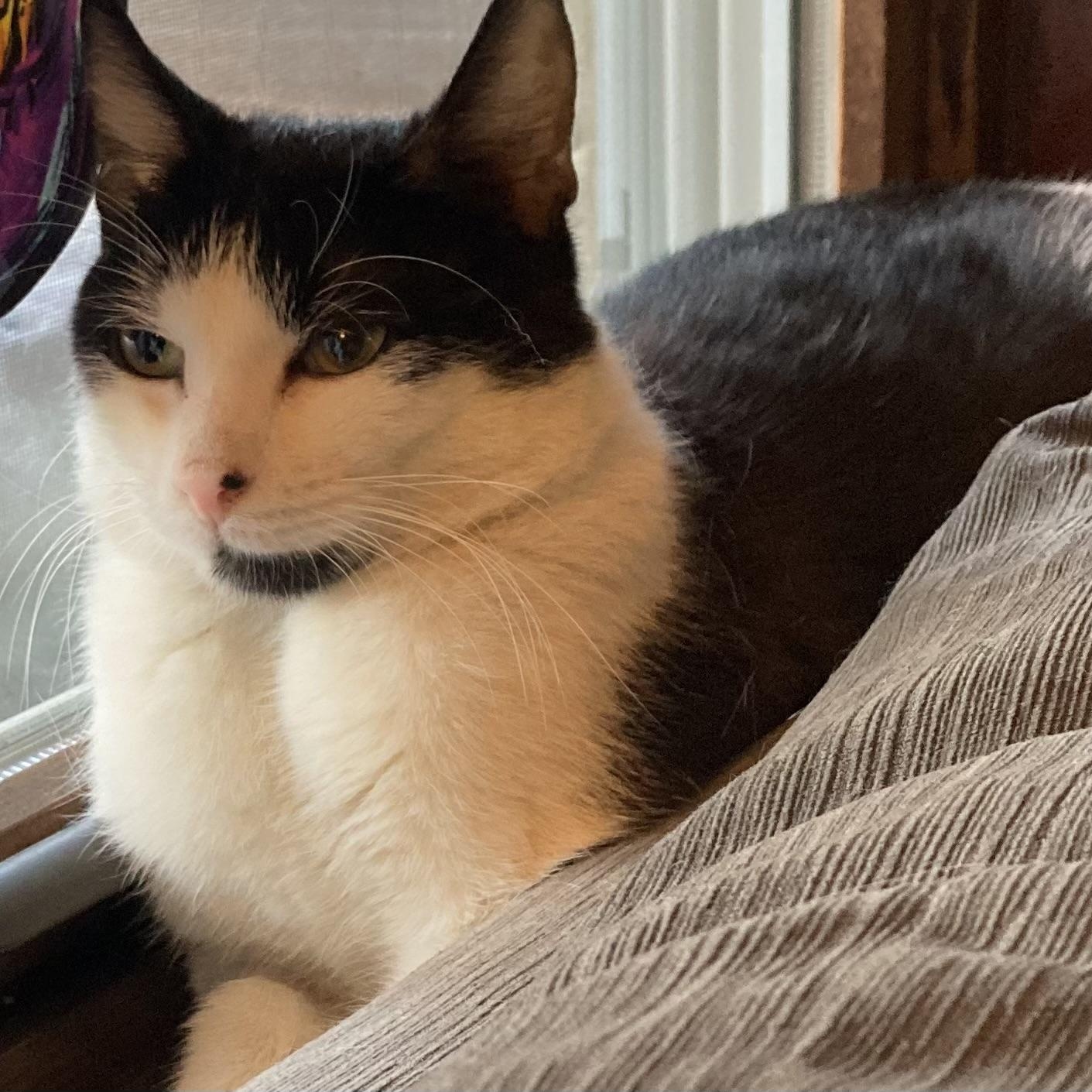 Enlarge Paulie, a Adoptable Tuxedo in Wanaque, NJ image 4/6