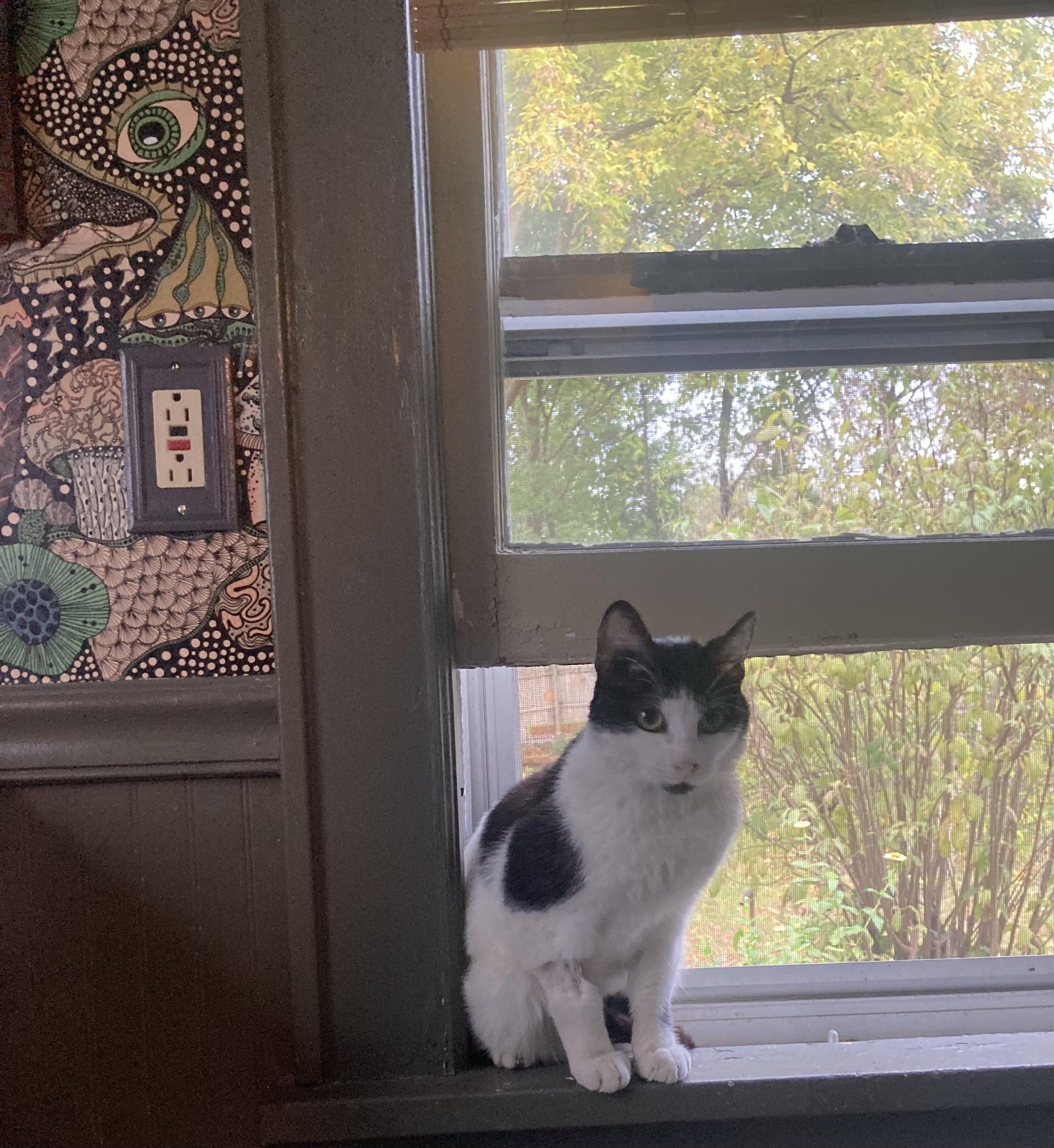 Enlarge Paulie, a Adoptable Tuxedo in Wanaque, NJ image 3/6