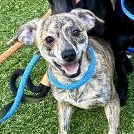 Rusty, Adoptable, Adult Male Chihuahua.