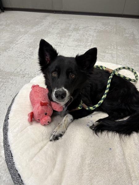 Salem, Adoptable, Senior Female Border Collie.