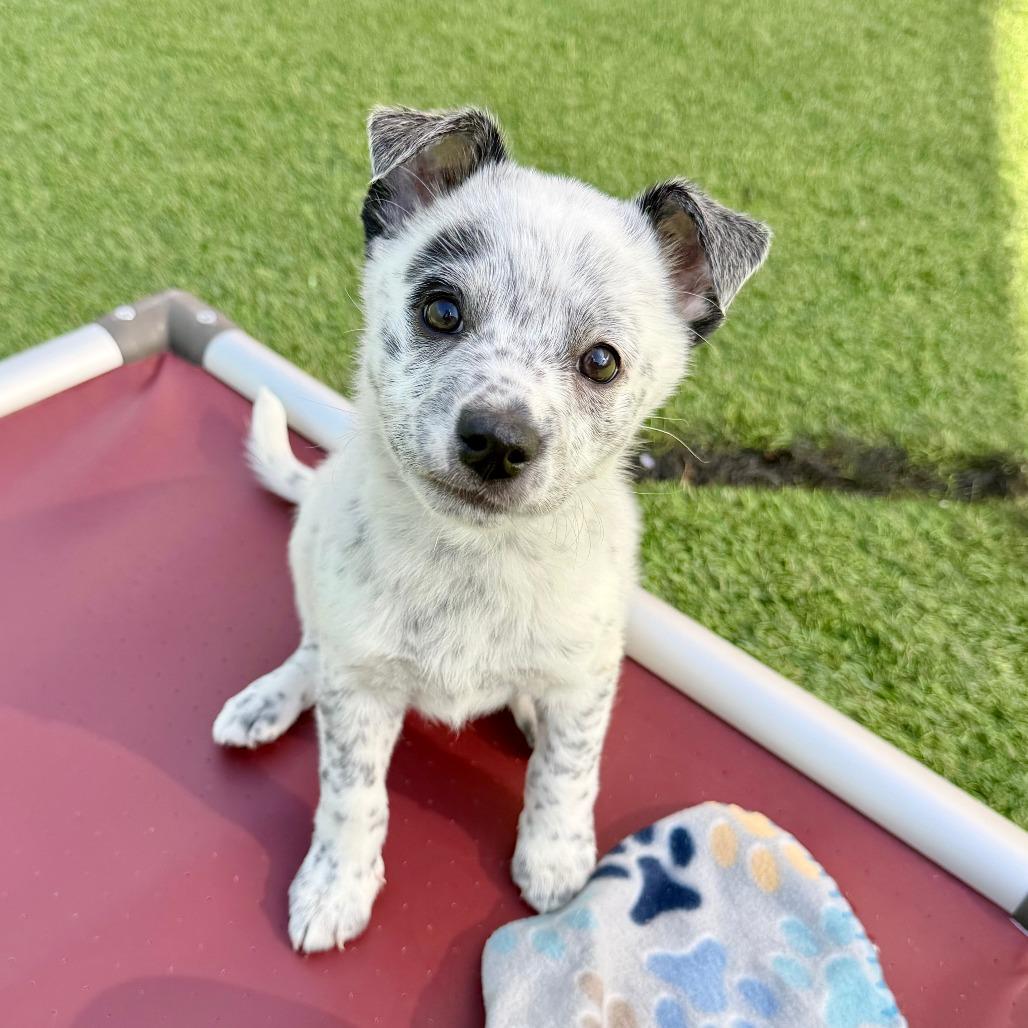 Enlarge Nacua, a Adoptable Australian Cattle Dog / Blue Heeler in Agoura Hills, CA image 1/5