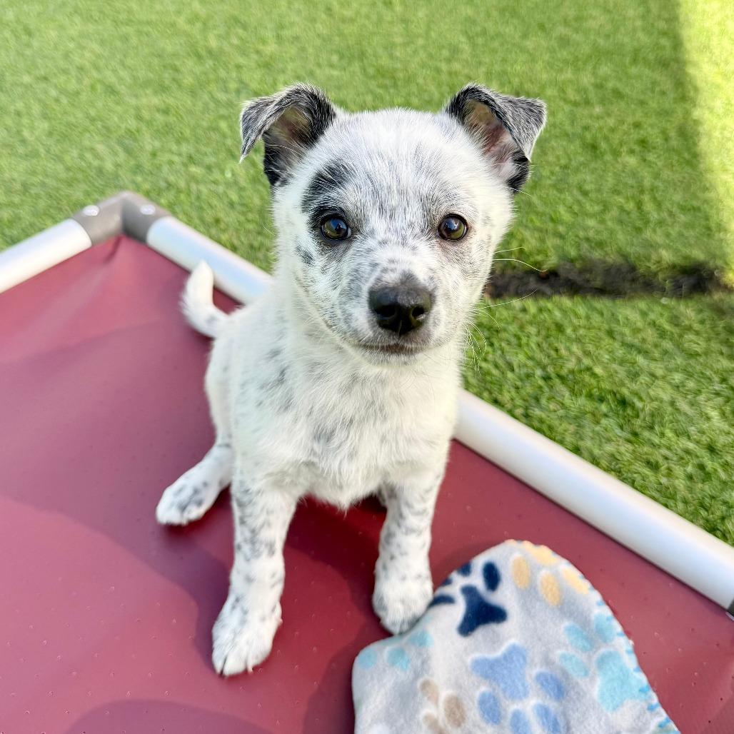 Enlarge Nacua, a Adoptable Australian Cattle Dog / Blue Heeler in Agoura Hills, CA image 2/5