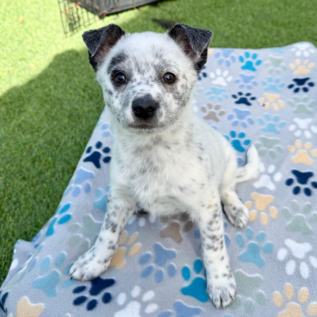 Enlarge Nacua, a Adoptable Australian Cattle Dog / Blue Heeler in Agoura Hills, CA image 3/5