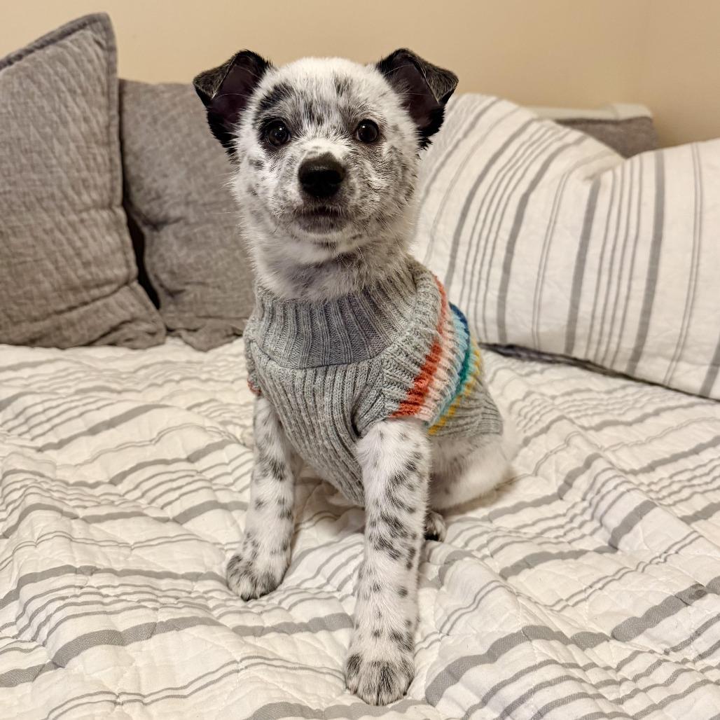 Enlarge Nacua, a Adoptable Australian Cattle Dog / Blue Heeler in Agoura Hills, CA image 4/5