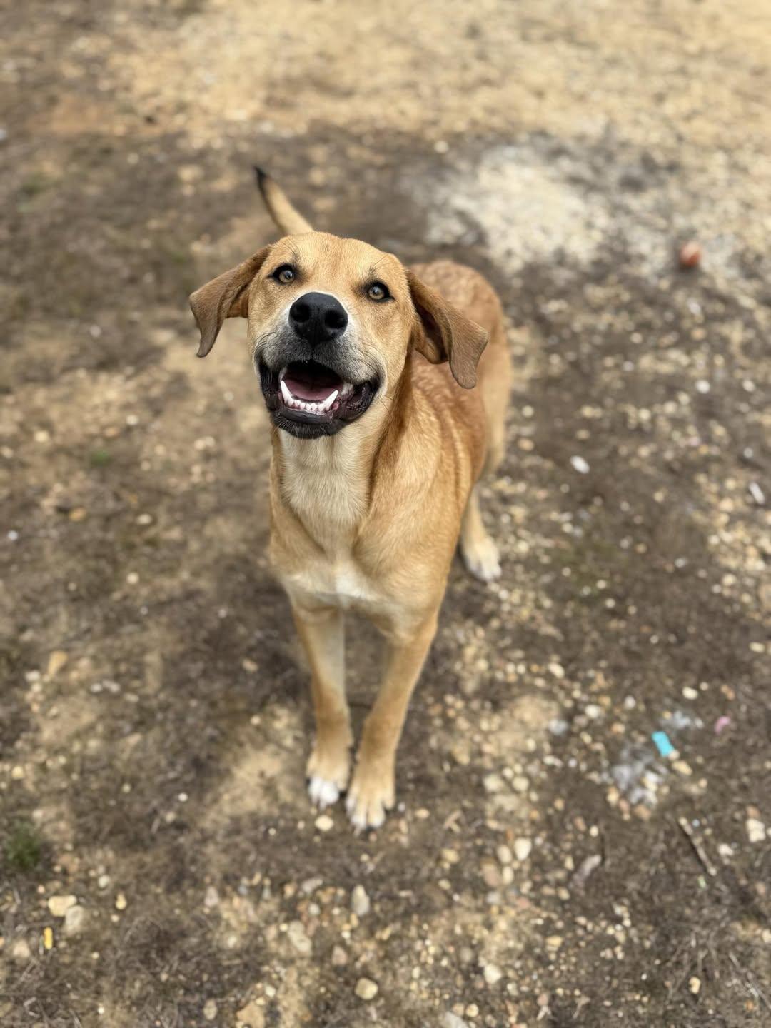 Ranger-Foster or Adopt, Adoptable, Adult Male Labrador Retriever & Shepherd.