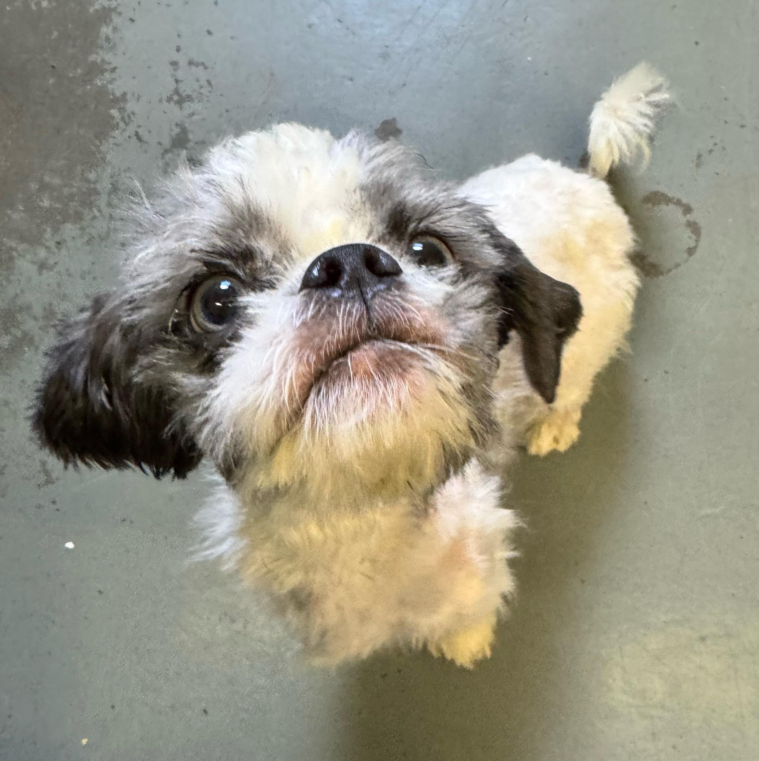 Krissy, adopted, Adult Female Mixed Breed.