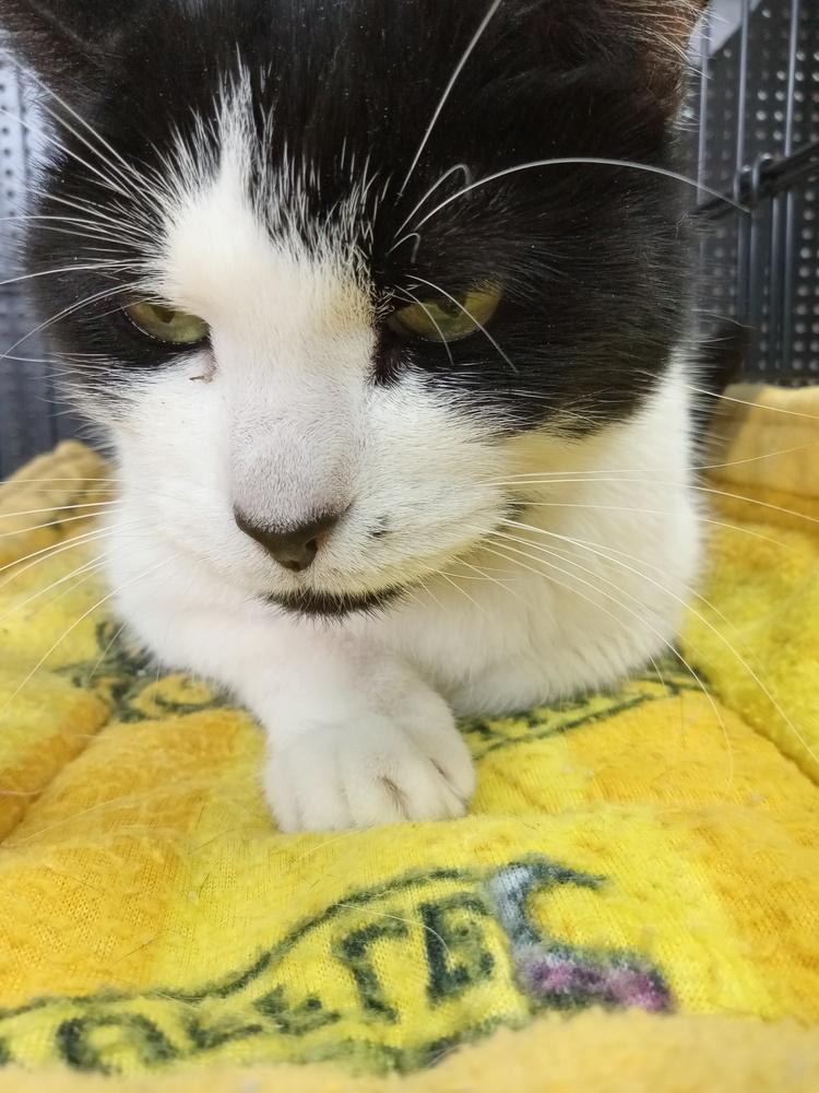 Binx, Adoptable, Senior Female Domestic Short Hair.