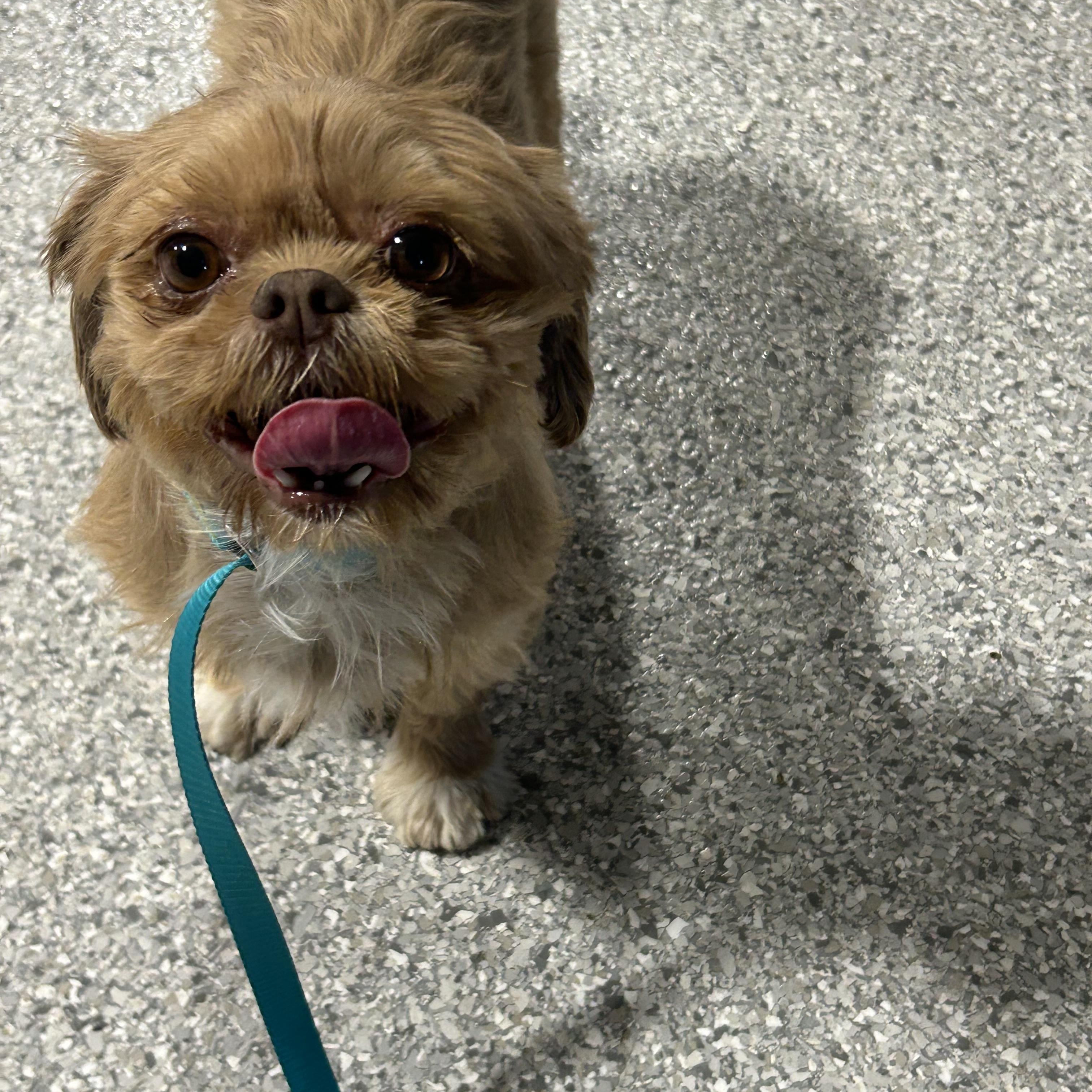 Enlarge Ann, a ADOPTABLE Shih Tzu in Antwerp, OH image 1/3