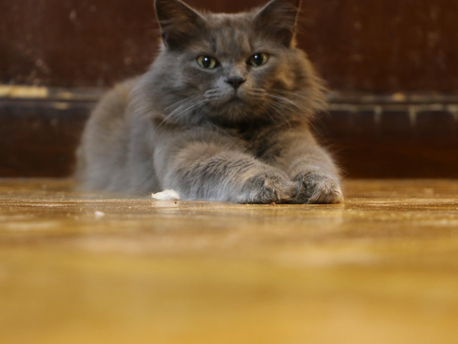 Gray