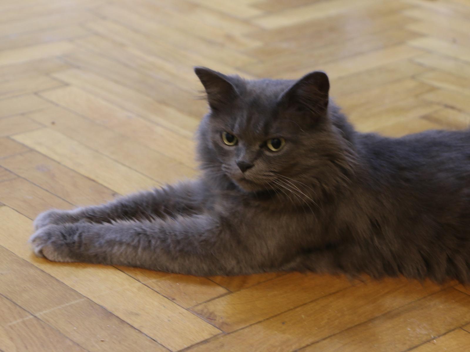 Gray photo 3