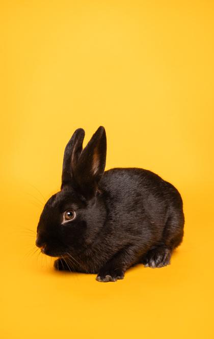 Enlarge Columbo, a Adoptable Bunny Rabbit in Fort Worth, TX image 1/1