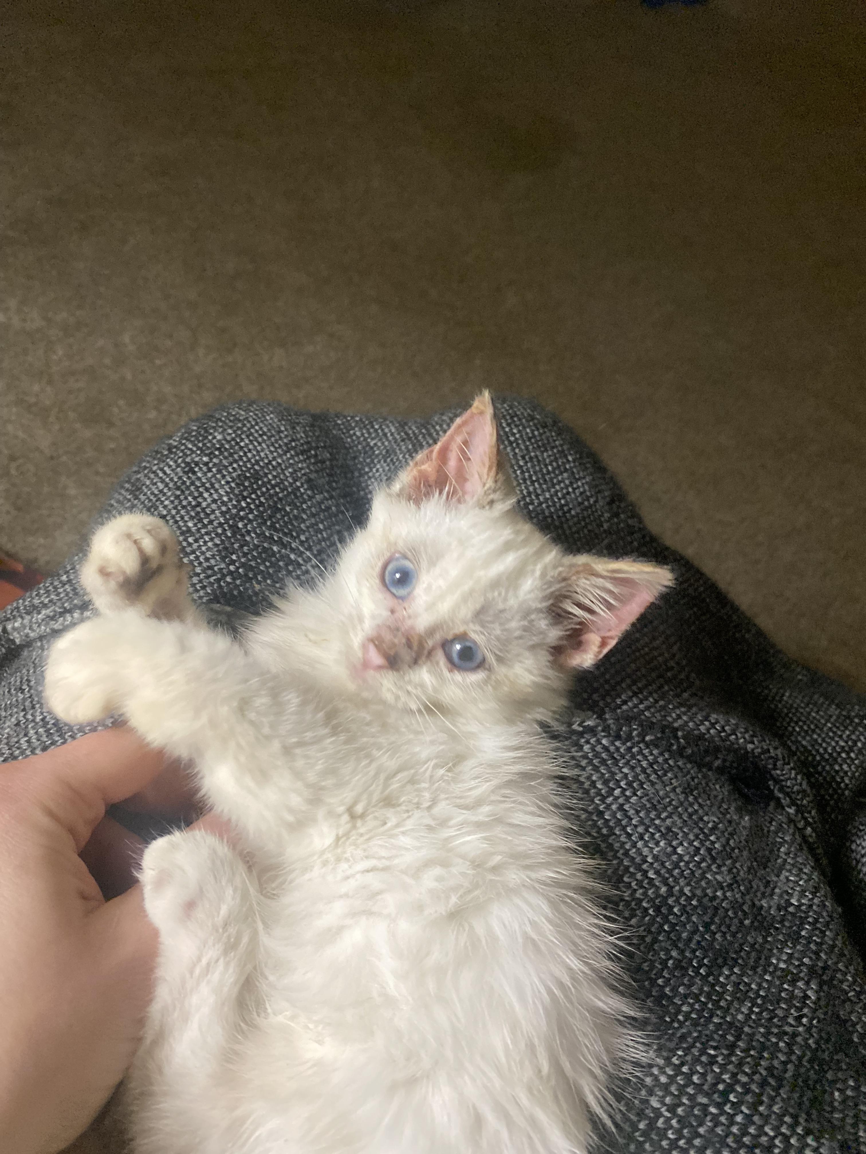 Enlarge Black foot, an adopted Siamese in mattoon, IL image 1/1