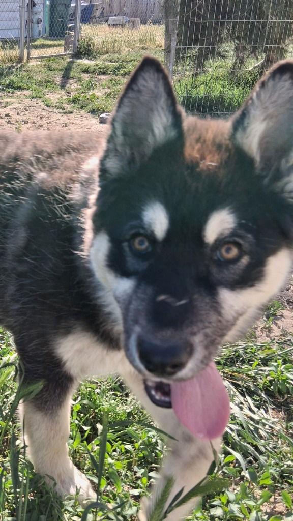 Enlarge Bear, a Adoptable mixed breed in Modesto, CA image 1/1