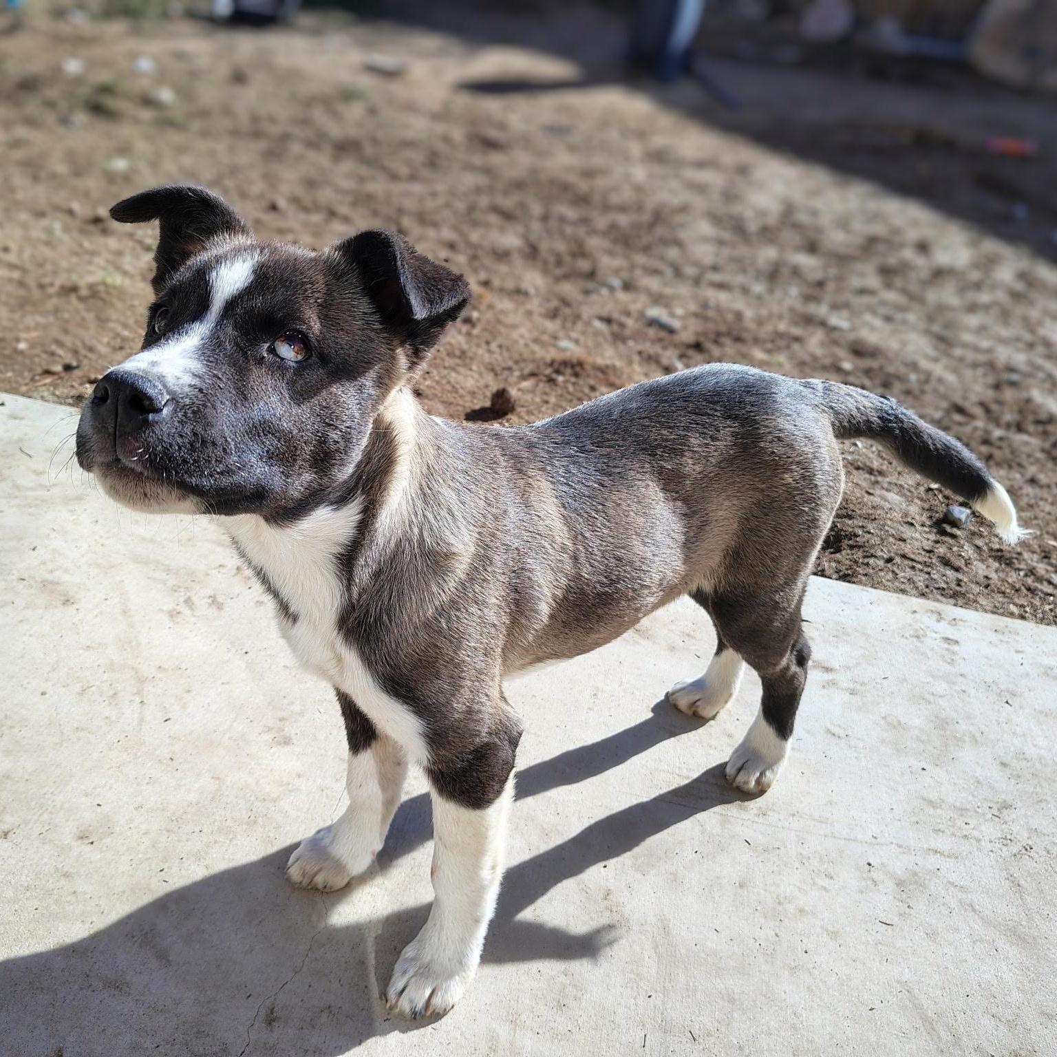 Mojave, a ADOPTABLE mixed breed in Long Beach, CA image 2/6