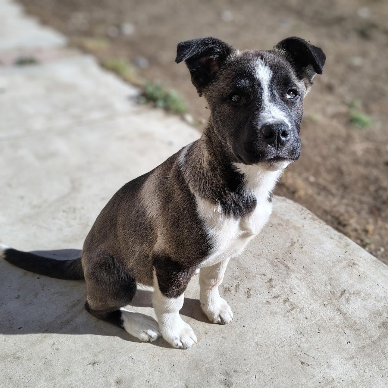 Mojave, ADOPTABLE, Puppy Female German Shepherd Dog & Husky.