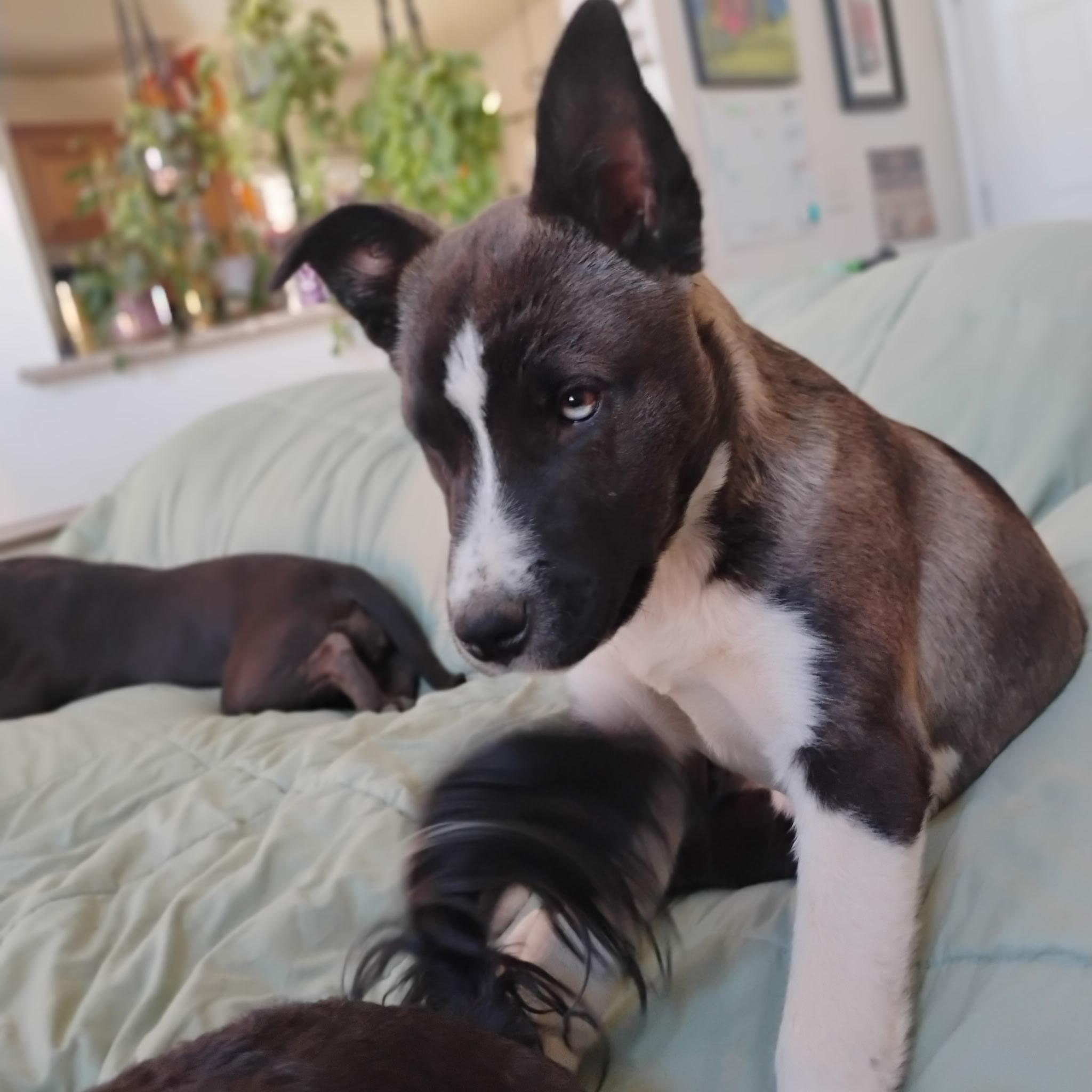 Mojave, a ADOPTABLE mixed breed in Long Beach, CA image 3/6