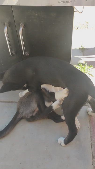 Enlarge Mojave, a ADOPTABLE mixed breed in Long Beach, CA video 6/6