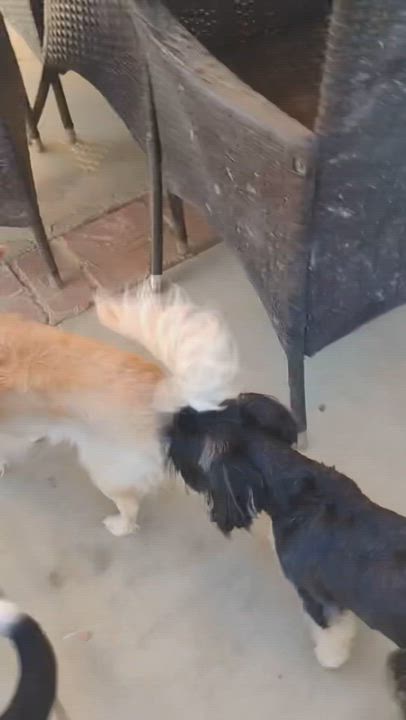 Enlarge Mojave, a ADOPTABLE mixed breed in Long Beach, CA video 4/6