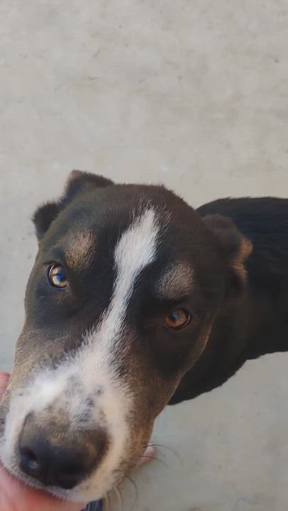 Enlarge Mojave, a ADOPTABLE mixed breed in Long Beach, CA video 5/6