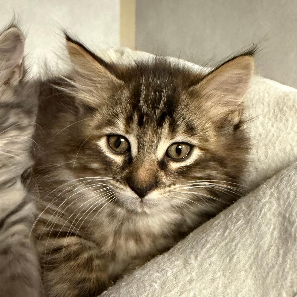 Monty, Adoptable, Kitten Female Domestic Long Hair.