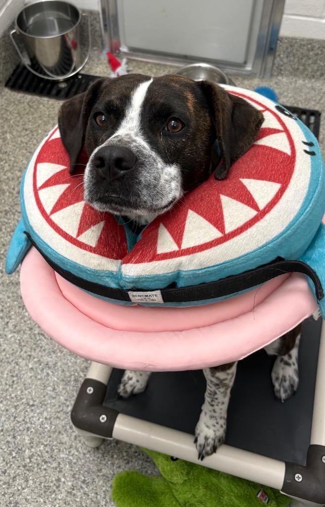 Archibald, Adoptable, Young Male Beagle & Terrier.