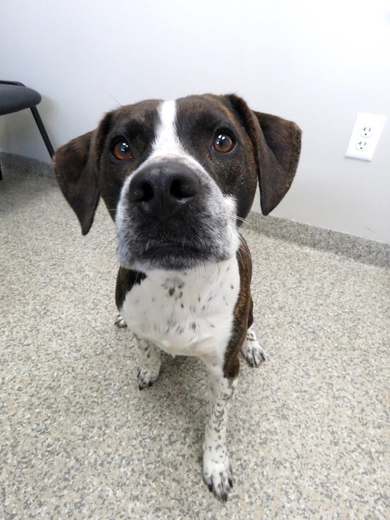 Enlarge Archibald, a Adoptable mixed breed in Van Wert, OH image 2/3