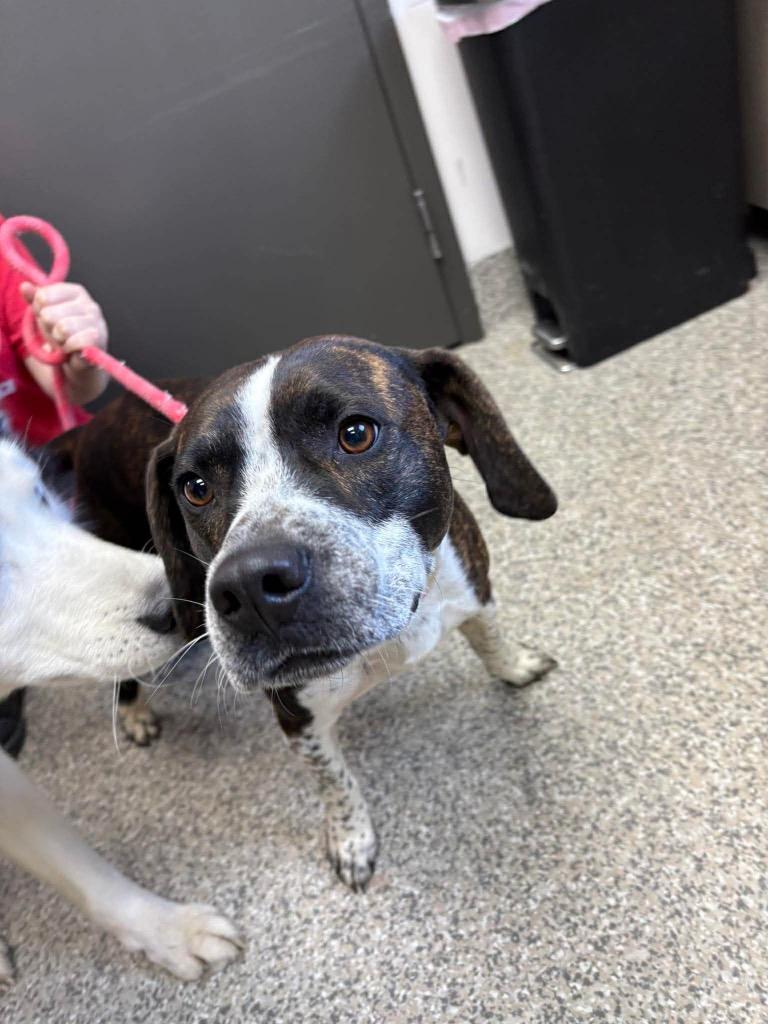 Enlarge Archibald, a Adoptable mixed breed in Van Wert, OH image 1/1