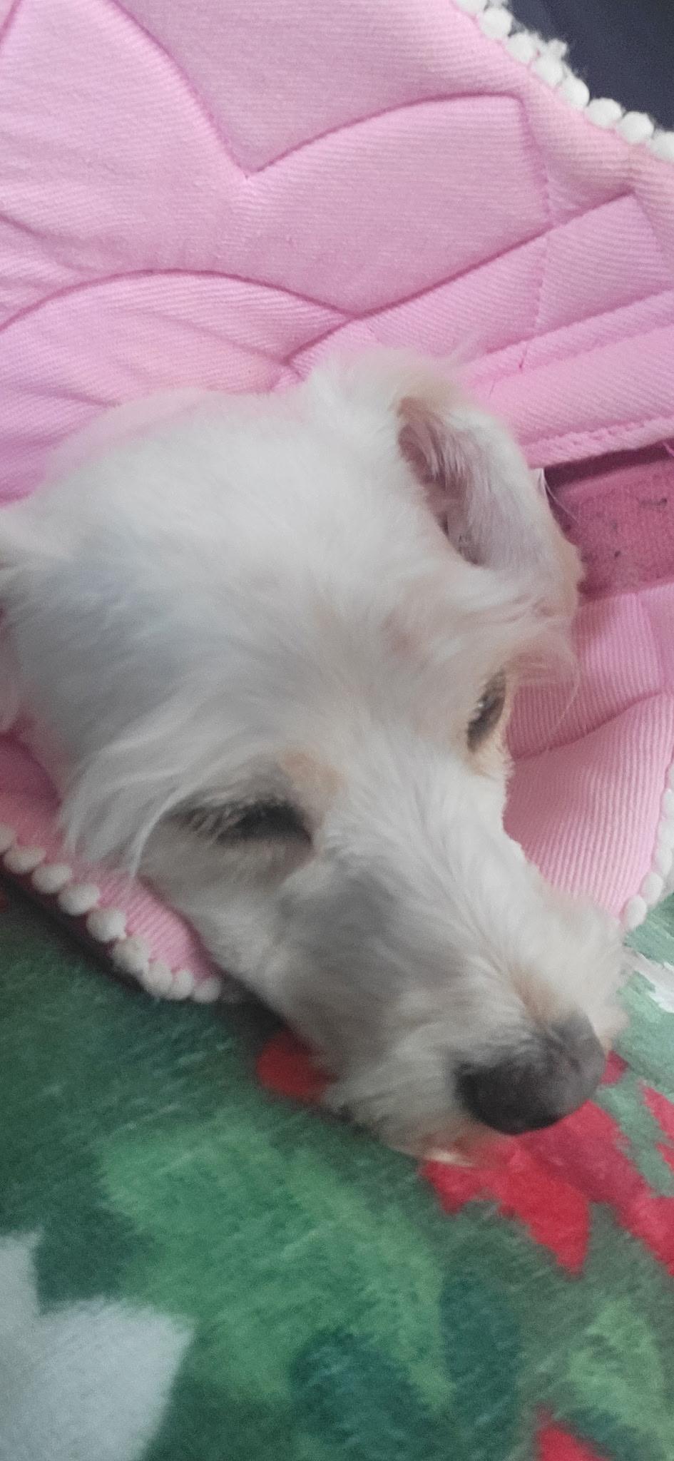 Enlarge MIA, an adopted Miniature Schnauzer in Monroe Township, NJ image 4/6