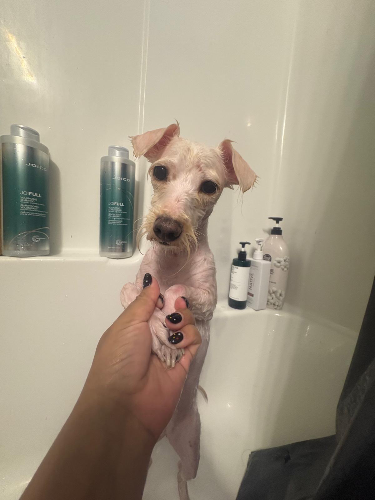 Enlarge MIA, an adopted Miniature Schnauzer in Monroe Township, NJ image 6/6