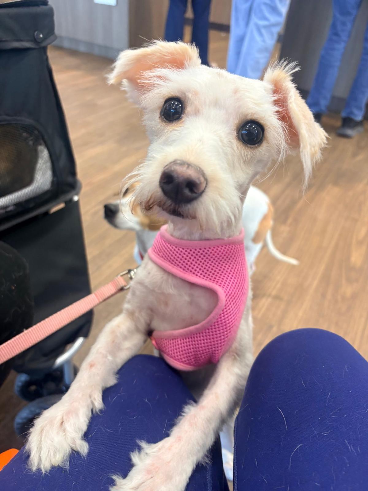 MIA, adopted, Young Female Miniature Schnauzer.