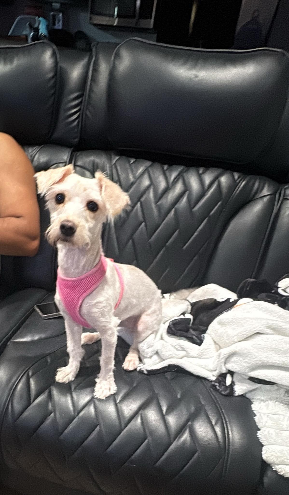 Enlarge MIA, an adopted Miniature Schnauzer in Monroe Township, NJ image 2/6