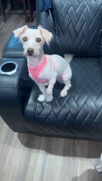 Enlarge MIA, an adopted Miniature Schnauzer in Monroe Township, NJ video 3/6