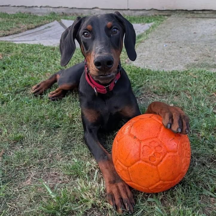 Enlarge Huxley, a ADOPTABLE Doberman Pinscher in Harahan, LA image 1/3