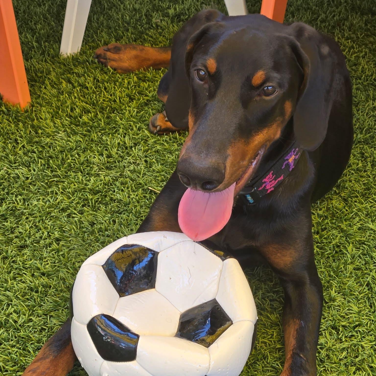 Enlarge Huxley, a ADOPTABLE Doberman Pinscher in Harahan, LA image 3/3
